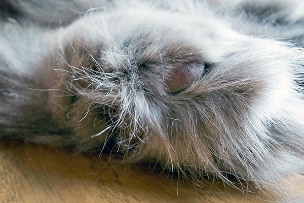 ネコの足裏と耳に生えた毛の正式名称。 | ネコボク手帖
