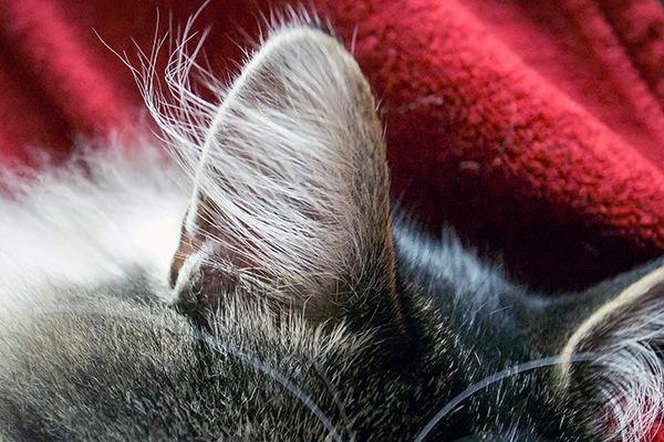 ネコの足裏と耳に生えた毛の正式名称。 | ネコボク手帖